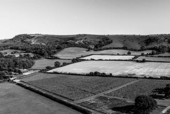 Everflyht Vineyard