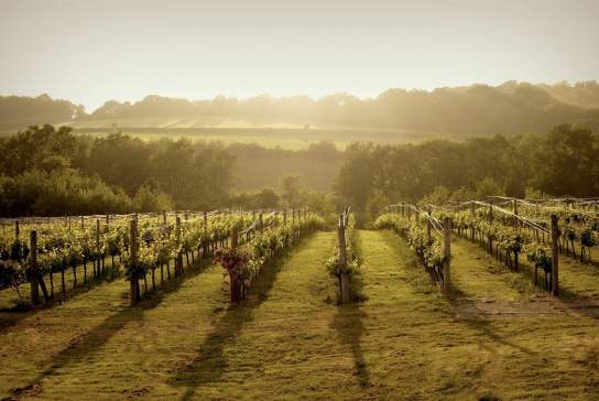 Bluebell Vineyard