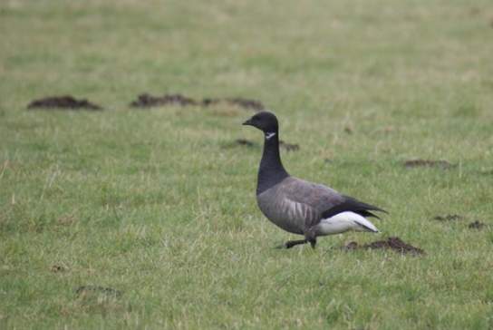 Migration Marvels