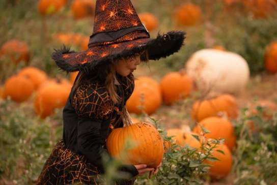 Rogate Pumpkin Patch