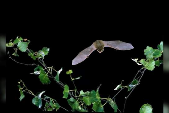 Evening Bat Walks