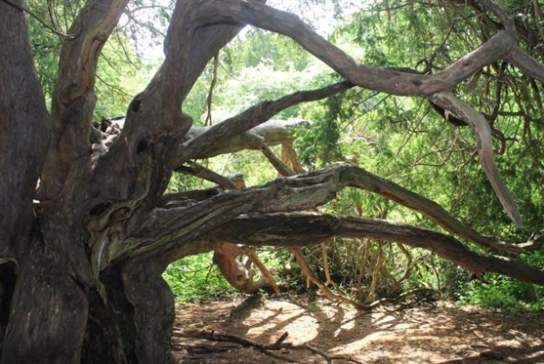 Kingley Vale Nature Reserve