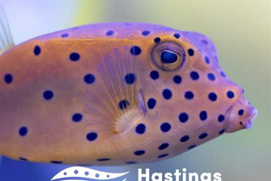 Hastings Aquarium