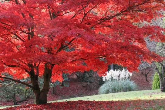 High Beeches Woodland and Water Garden
