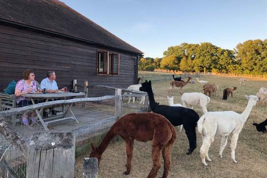 The Lodge at Spring Farm Alpacas