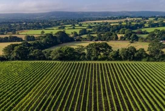 Ridgeview Wine Estate