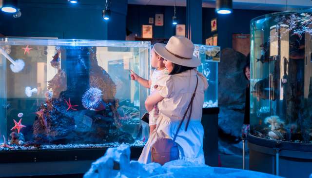 Plan a Family Getaway on the Sunshine Coast