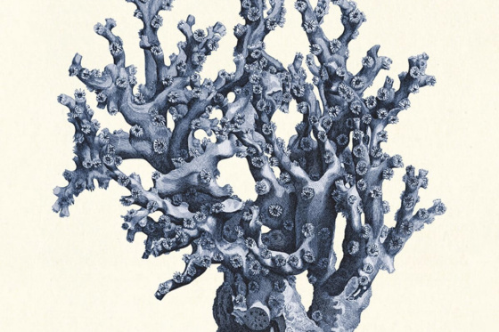 The Nautilus Room - Oceanic Curiosities