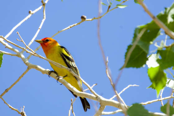 Seasonal Birding & Nature Walk in Joshua Tree