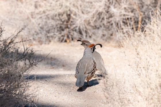 Anza-Borrego Birding & Ecology Field Experience
