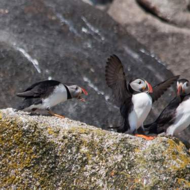 Island Wildlife Tours