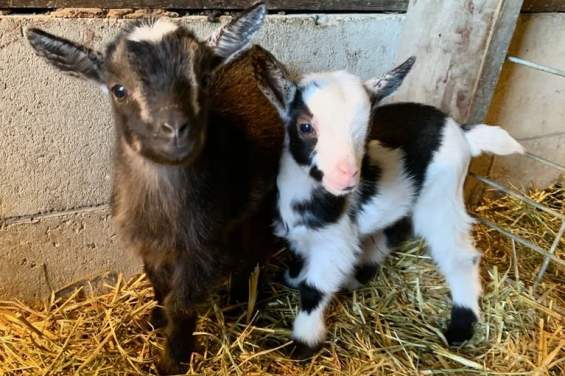 Lambing and Kidding Days @ Eugsters