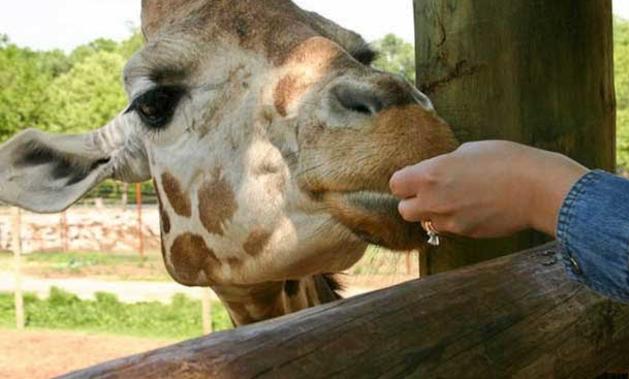 Dickerson Park Zoo $2 Off Regular Adult or Child Admission