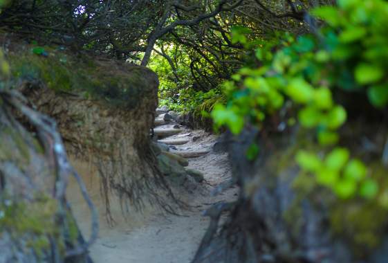 Hobbit Trail