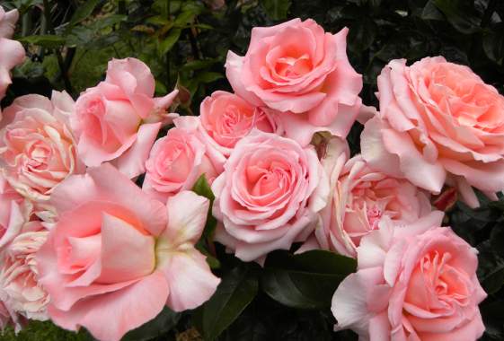 Owen Rose Garden