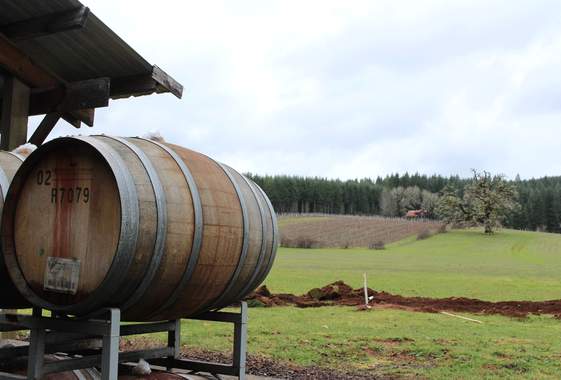 RainSong Vineyard