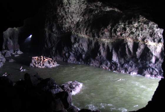 Sea Lion Caves