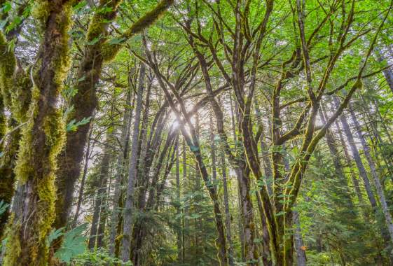 Hardesty Trail #3469