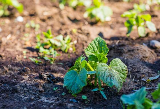 Volunteer Gardening at Hendricks Park