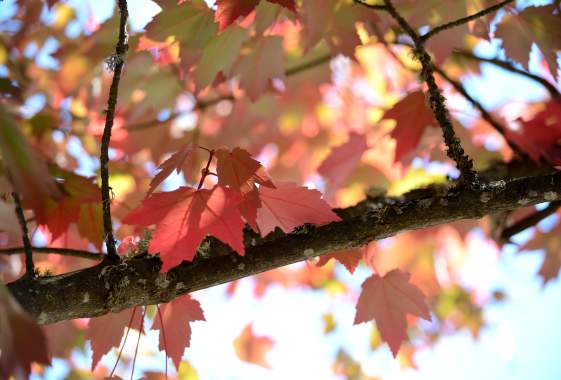 The Perfect Fall Getaway in Cottage Grove