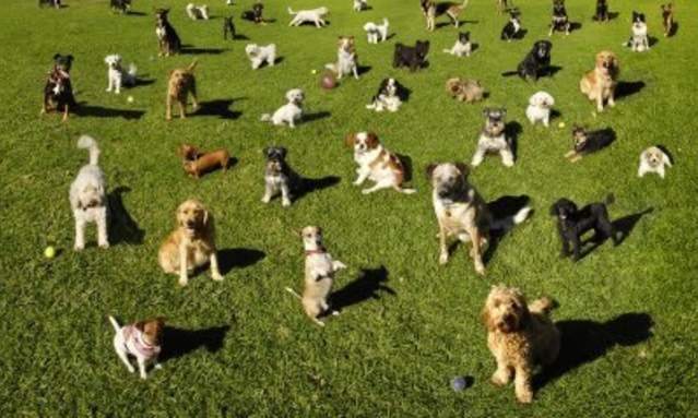 Freeman Lake Dog Park