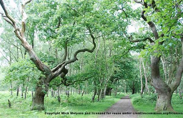 Cannock Chase Walk - Brocton Coppice