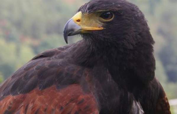 Kingsley Bird & Falconry Centre