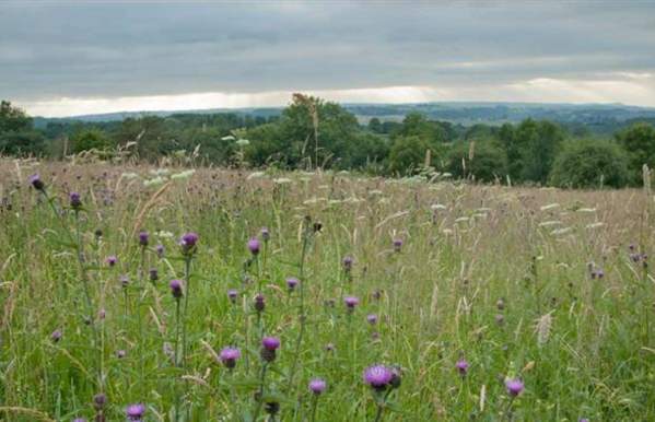 Rod Wood Nature Reserve