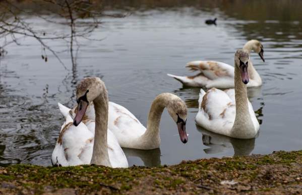 Bathpool Country Park
