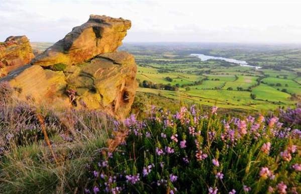 The Roaches