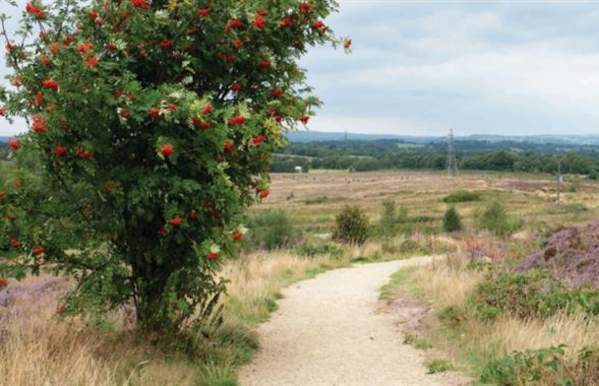 Wetley Moor Common