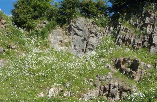 Brown End Quarry Nature Reserve