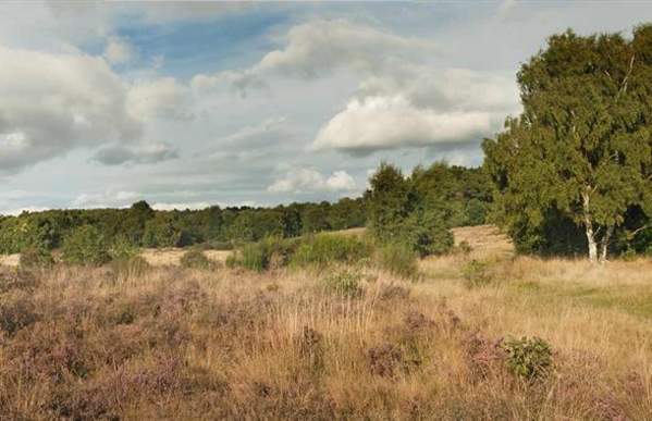 Highgate Common Nature Reserve