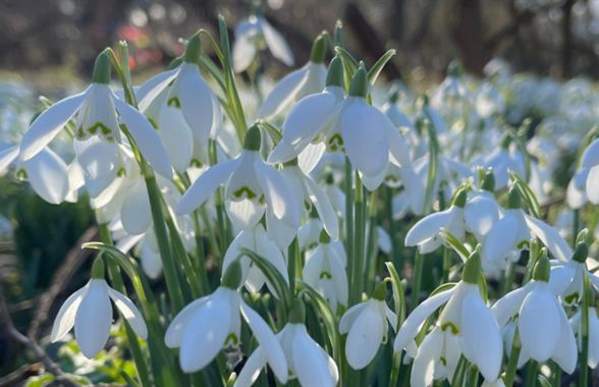 Blossoms of Spring - A Celebration of Bulb Garden Beauty