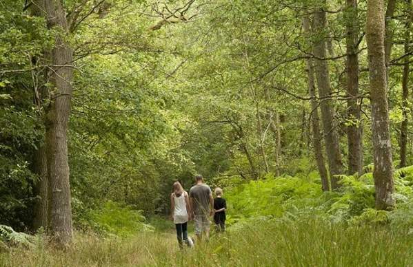 Ebernoe Common Nature Reserve