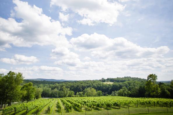 Vineyard View