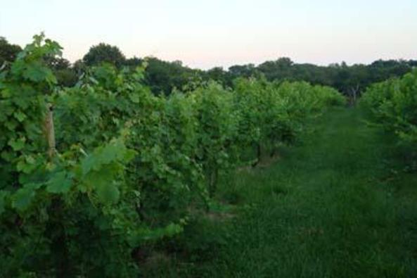 112042_5067_Zephaniah Farm Vineyard 2.JPG