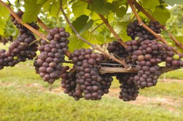 112682_4991_Casanel Vineyards.jpg