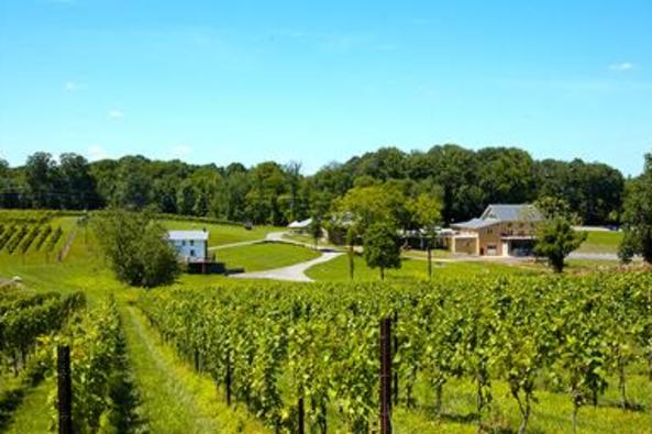 112682_6762_vineyards-behind FH.jpg