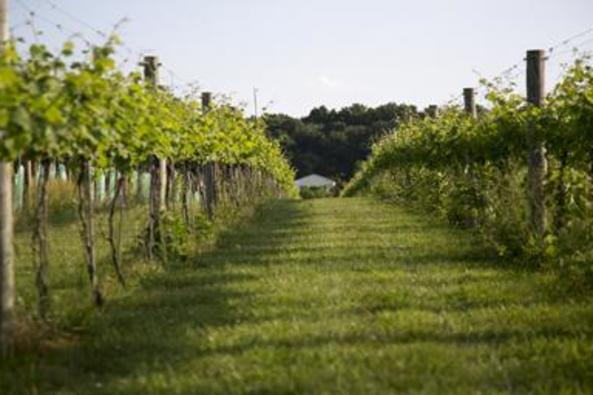 146043_5044_North Gate Vineyard 3.jpg