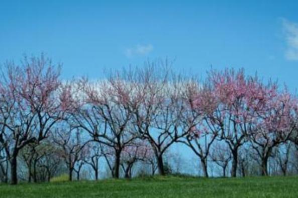 148505_7541_springtime peach orchard at 868.jpg