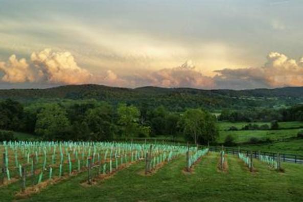 149600_6704_50 west vineyards.jpg