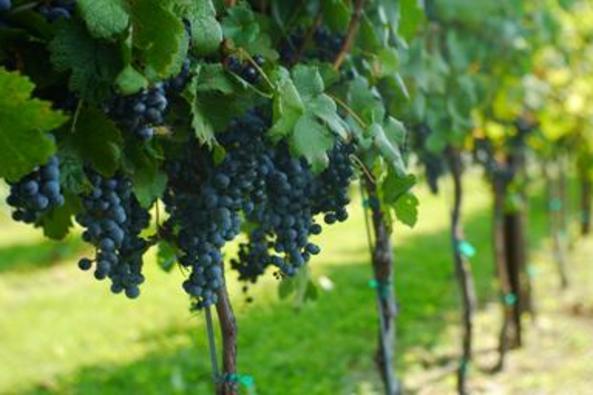 1536_5009_Doukenie Winery.jpg