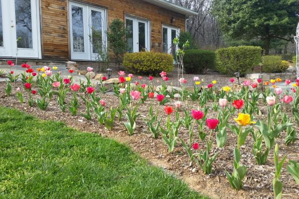 Springtime Tulips at Stone Manor's Solarium Reception Hall