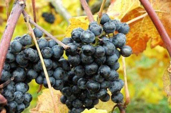 35759_4995_Chrysalis grapes.jpg