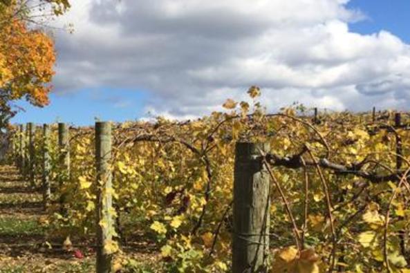 44267_4599_village winery vines.JPG