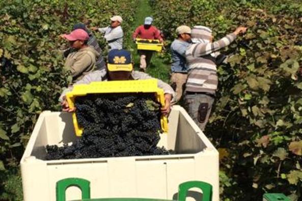 44267_4603_village winery picking.JPG