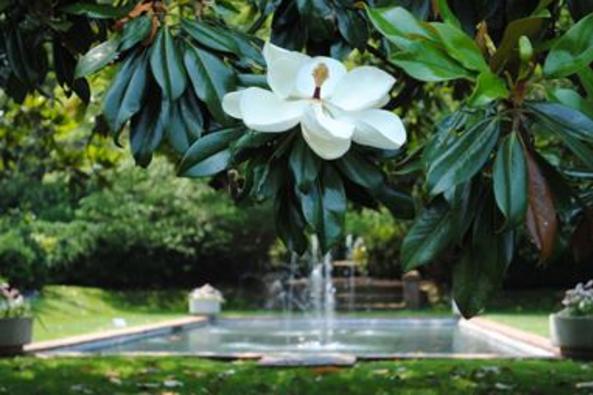 60_4479_reflecting pool with magnolia.jpg
