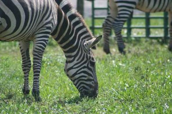 9286_4125_zebra1.jpg