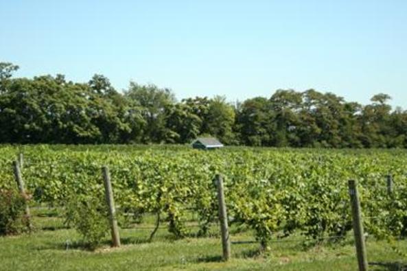 96203_5027_Hiddencroft vineyard.JPG